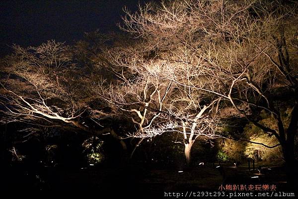 2016-0318京都青蓮院夜拍_3930.jpg