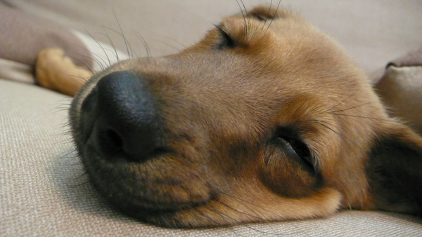 zzz zzz