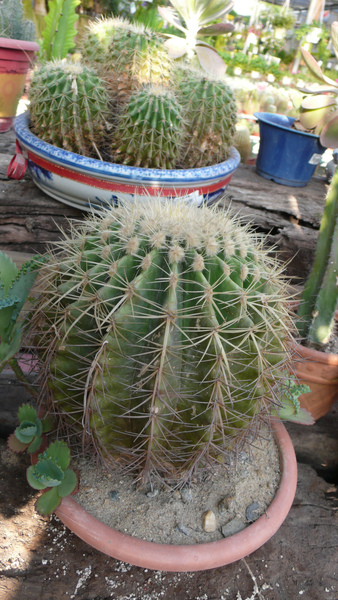 L1010435.JPG L1010435.JPG