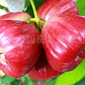 waxapple_photo4_pic01.jpg