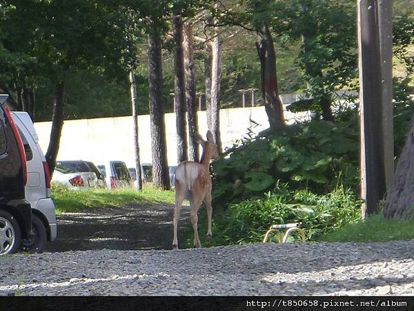 北海道 379.jpg