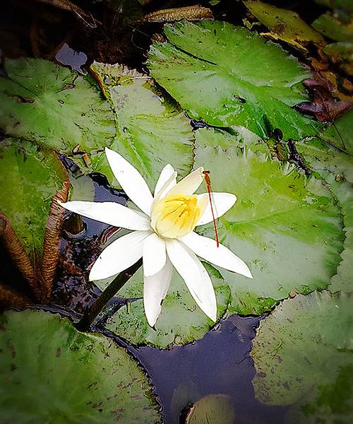 DSC_1083_mh1460249733242 DSC_1083_mh1460249733242