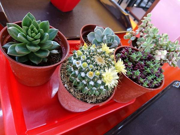 DSC_9028.JPG DSC_9028.JPG