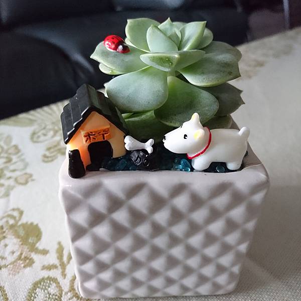 DSC_9591_mh1494055705377.jpg DSC_9591_mh1494055705377.jpg