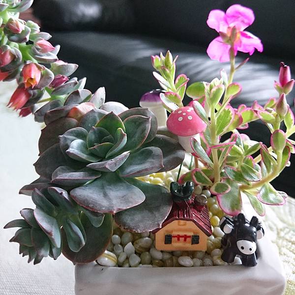 DSC_9837_mh1495352946158.jpg DSC_9837_mh1495352946158.jpg