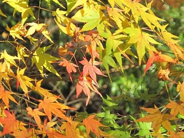 神護寺山下紅葉