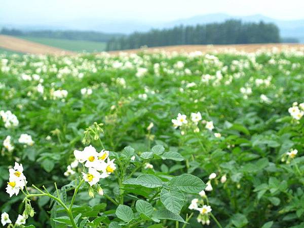 馬鈴薯花？