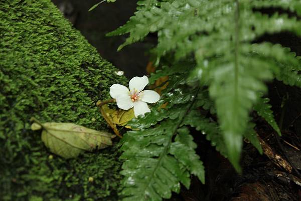 0507土城桐花