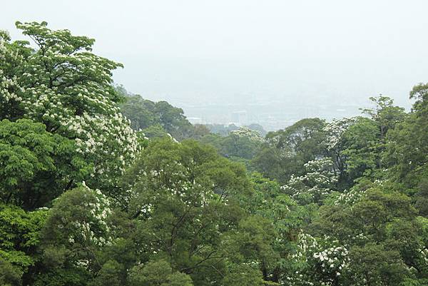 0507土城桐花