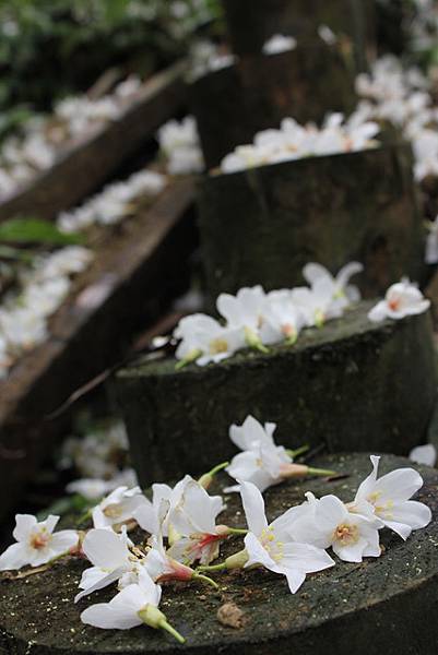 0507土城桐花