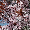 加油站旁的櫻花樹