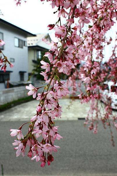 枝垂櫻