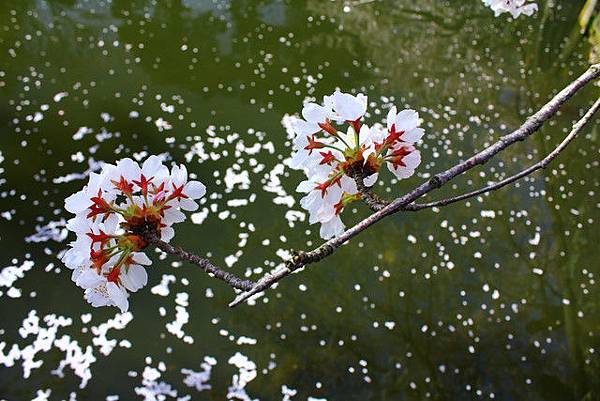 鶴岡公園