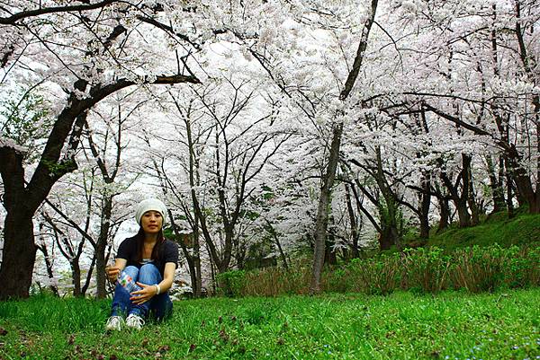 滿天櫻花的舞鶴山