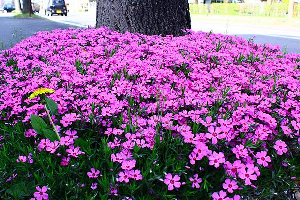 路邊的芝櫻