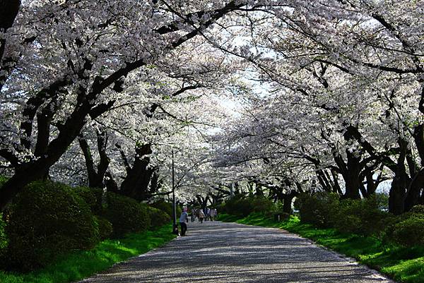 櫻百選-北上展勝地