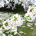 櫻花與睡蓮