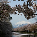 櫻花與岩木山