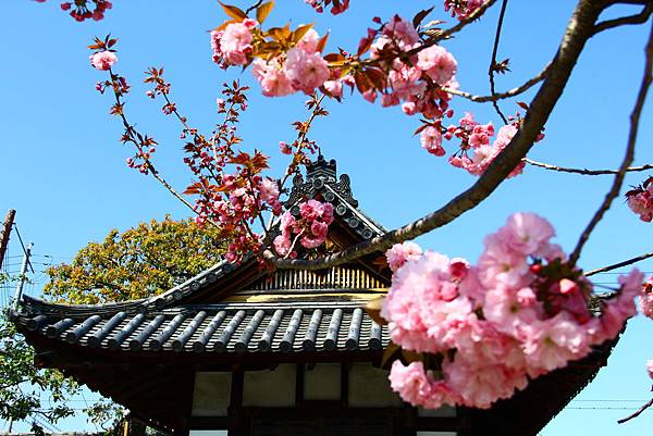 東寺中滿開的櫻