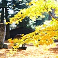 諏訪神社