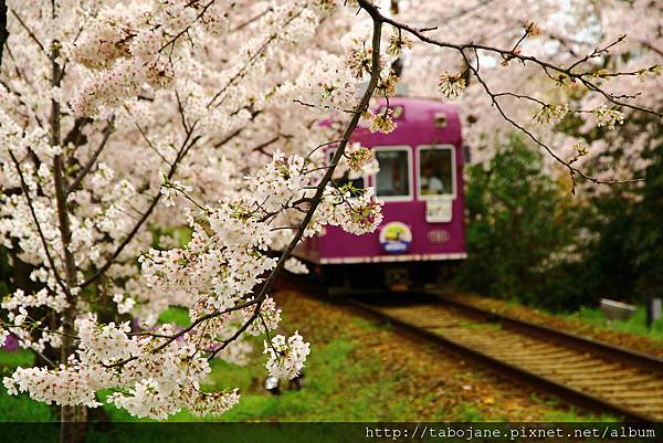 4/5 嵐電~桜のトンネル