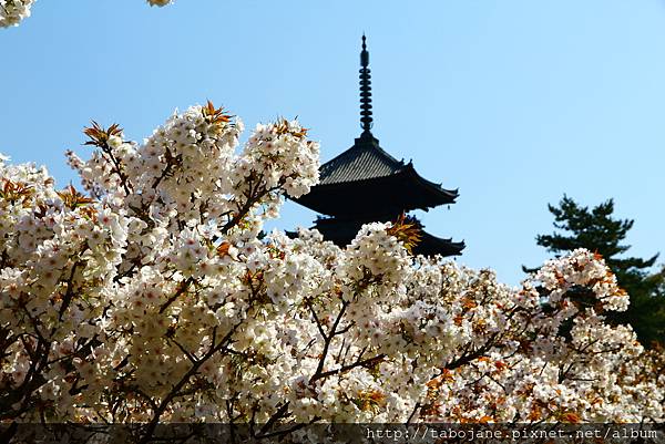 4/12 仁和寺