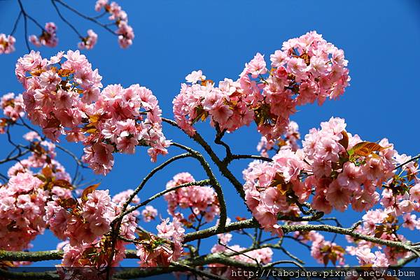 4/12 仁和寺