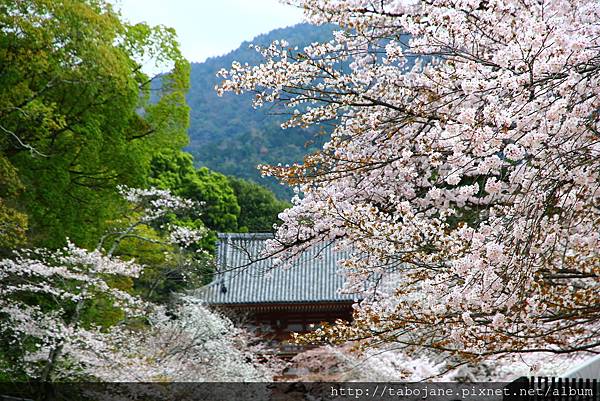 4/3 醍醐寺