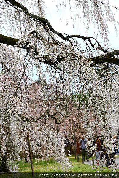 4/3 醍醐寺