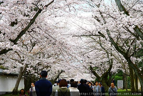 4/3 醍醐寺