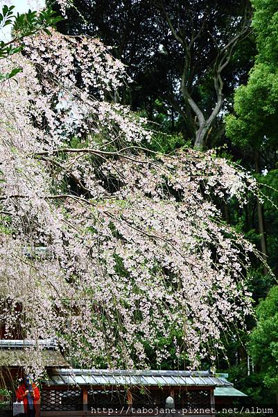 4/3 醍醐寺