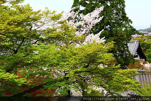 4/6 平等院