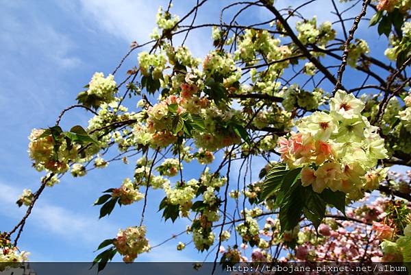 4/12 造幣局~桜の通り抜け