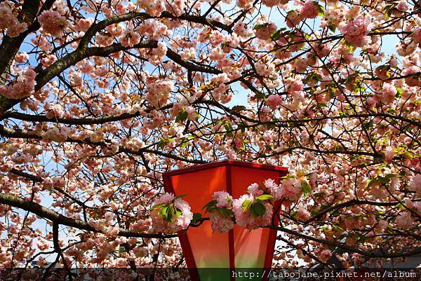 4/12 造幣局~桜の通り抜け