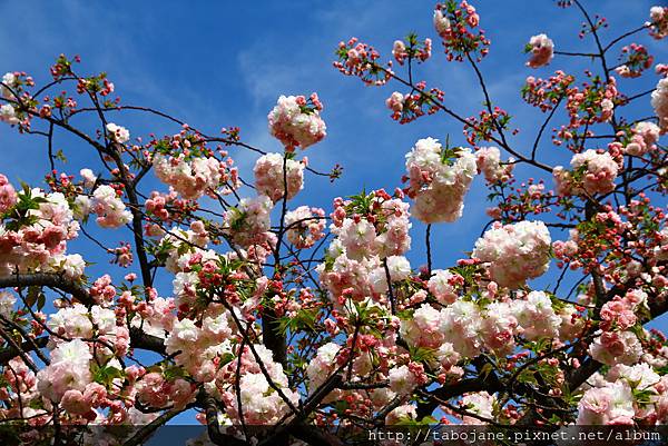 4/12 造幣局~桜の通り抜け