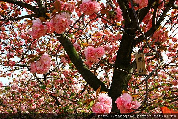 4/12 造幣局~桜の通り抜け