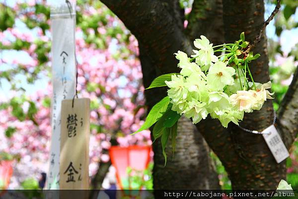 4/12 造幣局~桜の通り抜け