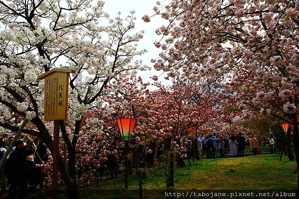 4/12 造幣局~桜の通り抜け