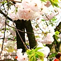 4/12 造幣局~桜の通り抜け