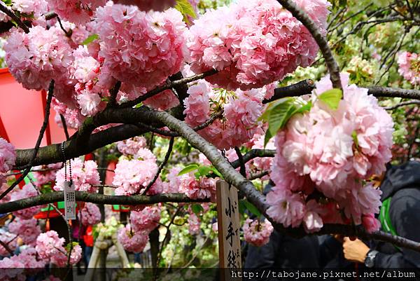 4/12 造幣局~桜の通り抜け