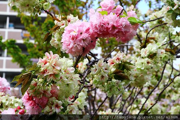 4/12 造幣局~桜の通り抜け