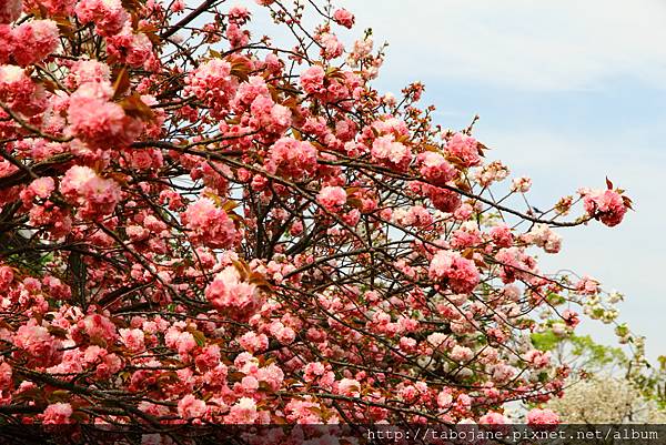 4/12 造幣局~桜の通り抜け