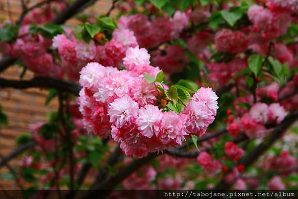 4/12 造幣局~桜の通り抜け