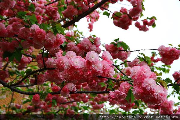 4/12 造幣局~桜の通り抜け