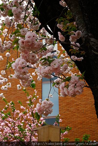 4/12 造幣局~桜の通り抜け