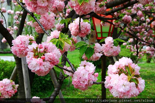 4/12 造幣局~桜の通り抜け