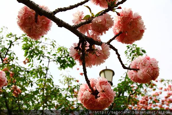 4/12 造幣局~桜の通り抜け