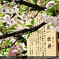 4/12 造幣局~桜の通り抜け