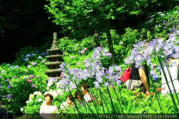 6/25 長谷寺