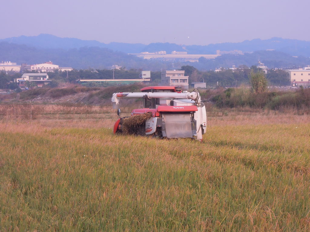 到大村採葡萄兼撞球